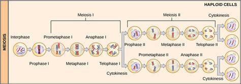meiosis 1 vs meiosis 2
